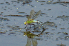 Groe Knigslibelle (Weibchen bei der Eiablage)