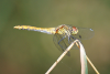 Blutrote Heidelibelle (Weibchen)