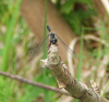 Schwarze Heidelibelle (Mnnchen)