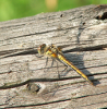 Schwarze Heidelibelle (Weibchen)