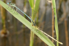 Blaue Federlibelle (Tandem)