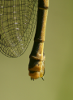 Frhe Adonislibelle (Weibchen - hintere Abdomensegmente mit Legerhre)