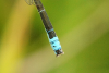Kleine Pechlibelle (Mnnchen-hintere Abdomensegmente)