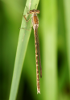 Sibirische Winterlibelle (Weibchen)